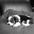 Cavalier King Charles Spaniel