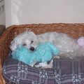 Maltezer