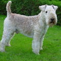 Lakeland Terrier