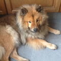 Eurasier