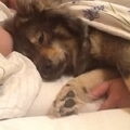 Eurasier