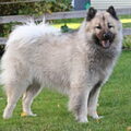 Eurasier