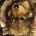 Eurasier