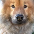 Eurasier