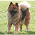 Eurasier
