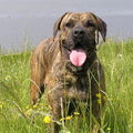 Dogo Canario