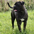 Cane Corso Italiano