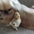 Pekingees