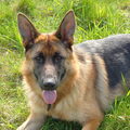 Duitse Herder