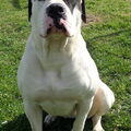 Amerikaanse Bulldog