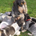 Basset bleu de Gascogne
