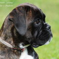 Boxer