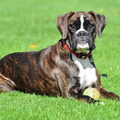 Boxer
