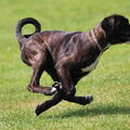 Boxer