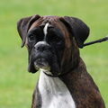 Boxer