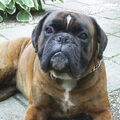 Boxer