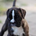 Boxer
