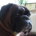 Boxer