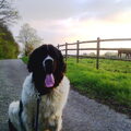 Landseer ECT