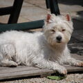West Highland White Terrier