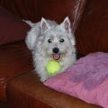 West Highland White Terrier
