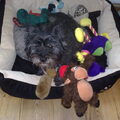 Cairn Terrier