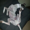 Greyhound