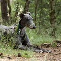 Greyhound