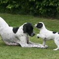Engelse Pointer