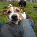 Jack Russell Terrier