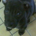 American Staffordshire Terrier