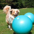 Australian Shepherd