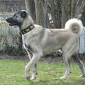 Anatolische herder