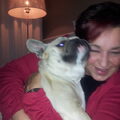 Franse Bulldog