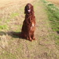 Ierse Setter