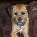 Border Terrier