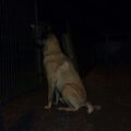 Kangal