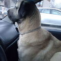 Kangal