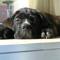 Cane Corso Italiano