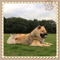 Eurasier