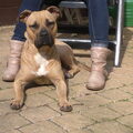 American Staffordshire Terrier