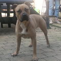 American Staffordshire Terrier