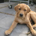 Labrador Retriever