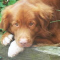 Nova Scotia Duck Tolling Retriever