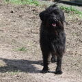 Labradoodle