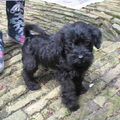 Labradoodle