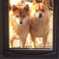 Shiba