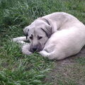 Anatolische herder