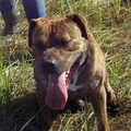 Perro Dogo Mallorquín