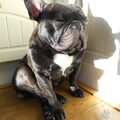 Franse Bulldog